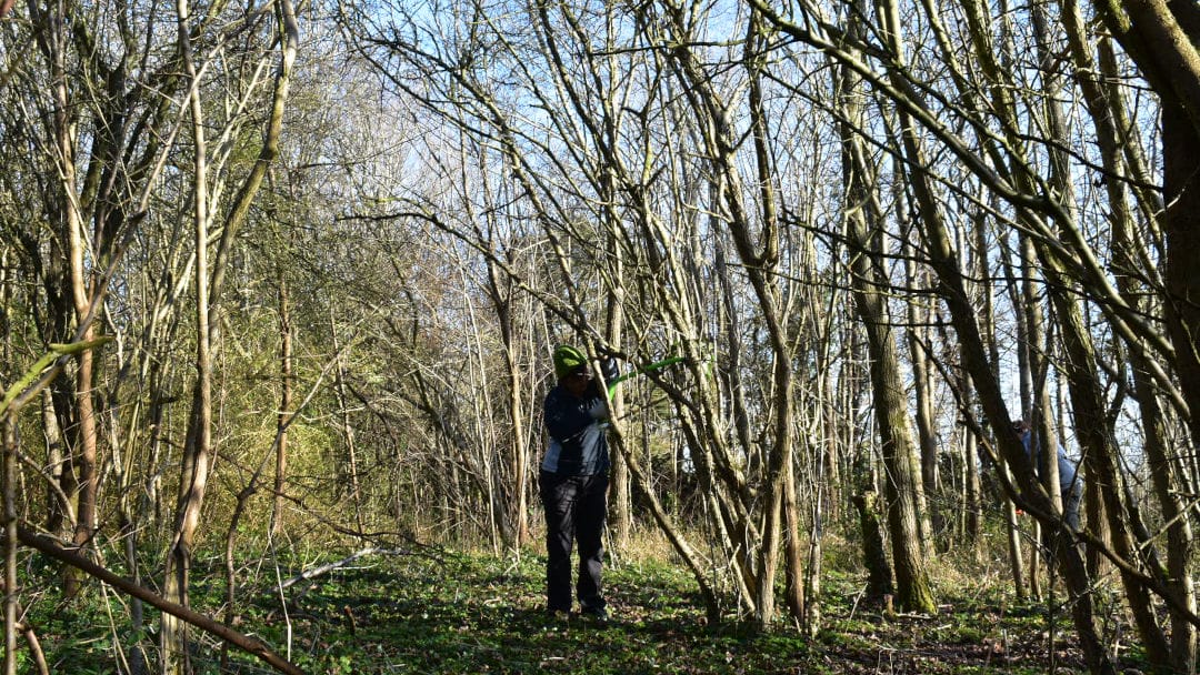 Butterfly Habitat Creation