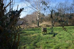 The main meadow and bug hotel