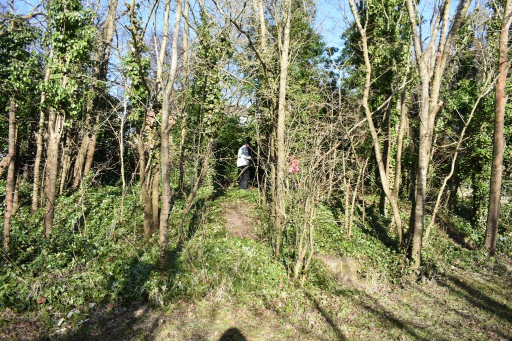 preparing wood for dead hedging