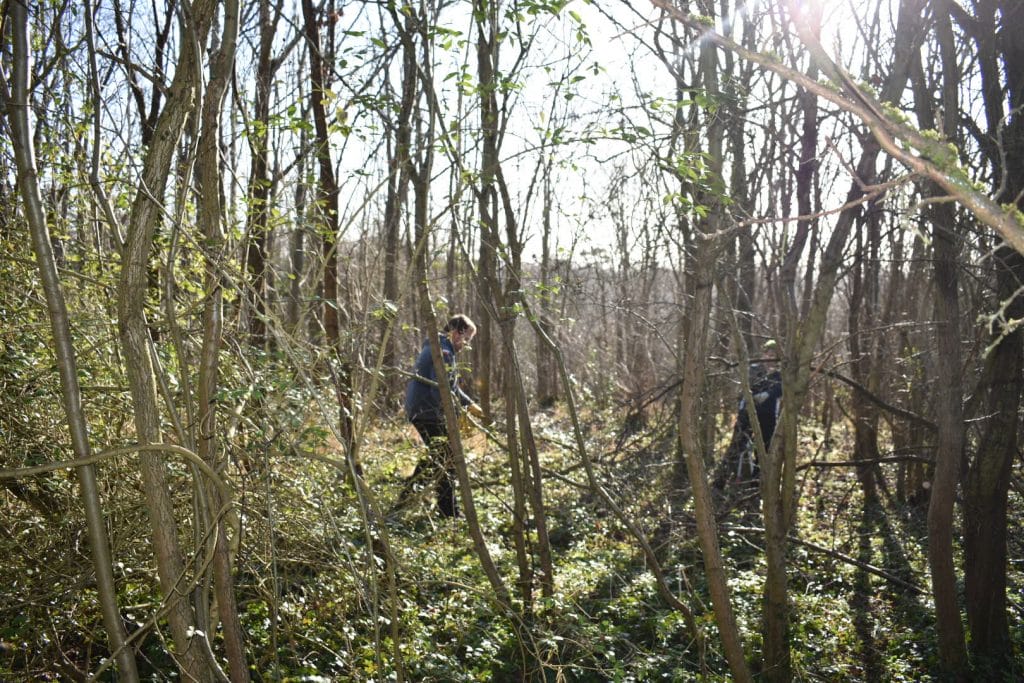Preparing habitat for butterflies