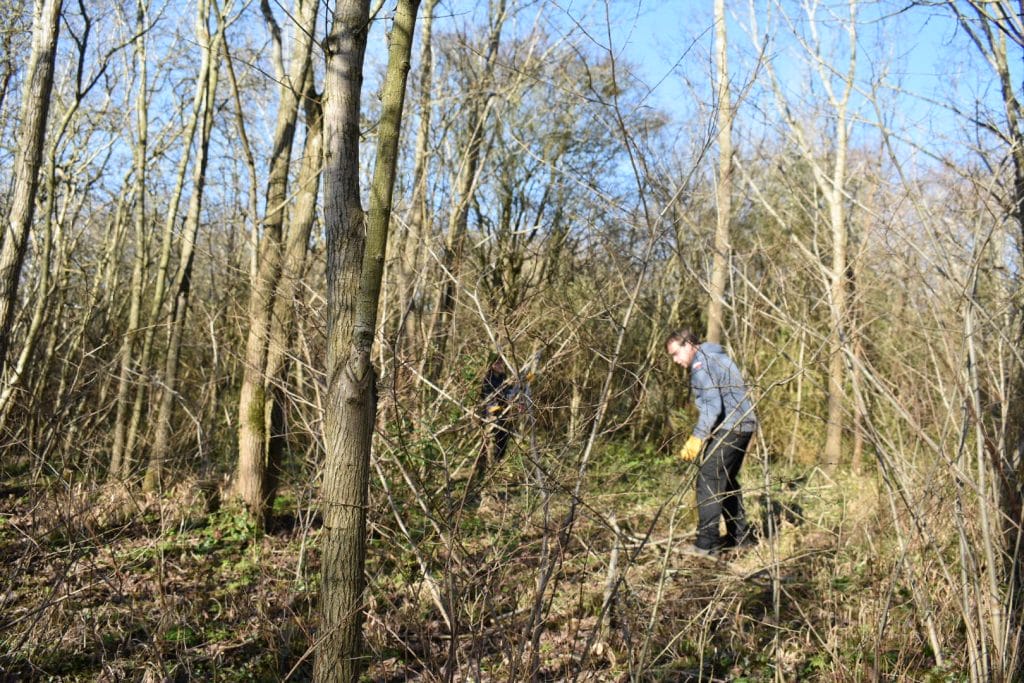 Preparing habitat for butterflies