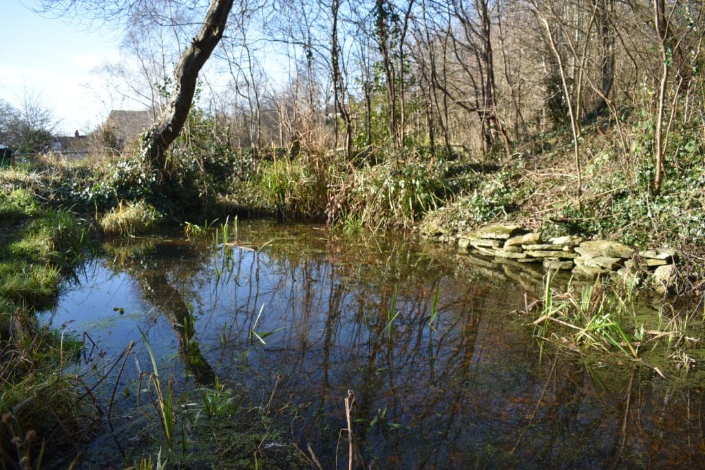 The large pond