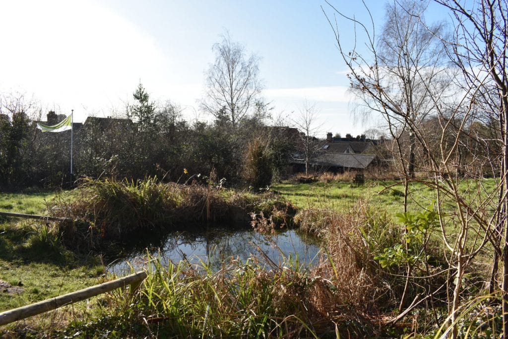 The small pond and meadow