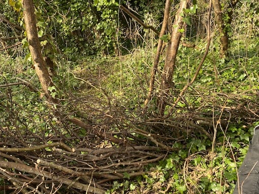 Dead hedge under construction