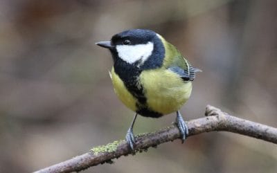 Bird Survey January 2022