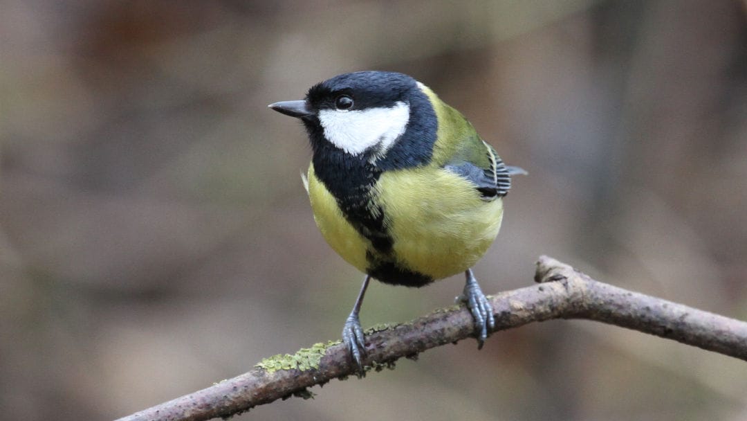 Great Tit