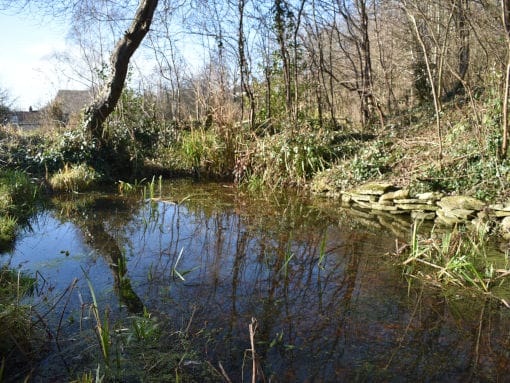 The Main Pond