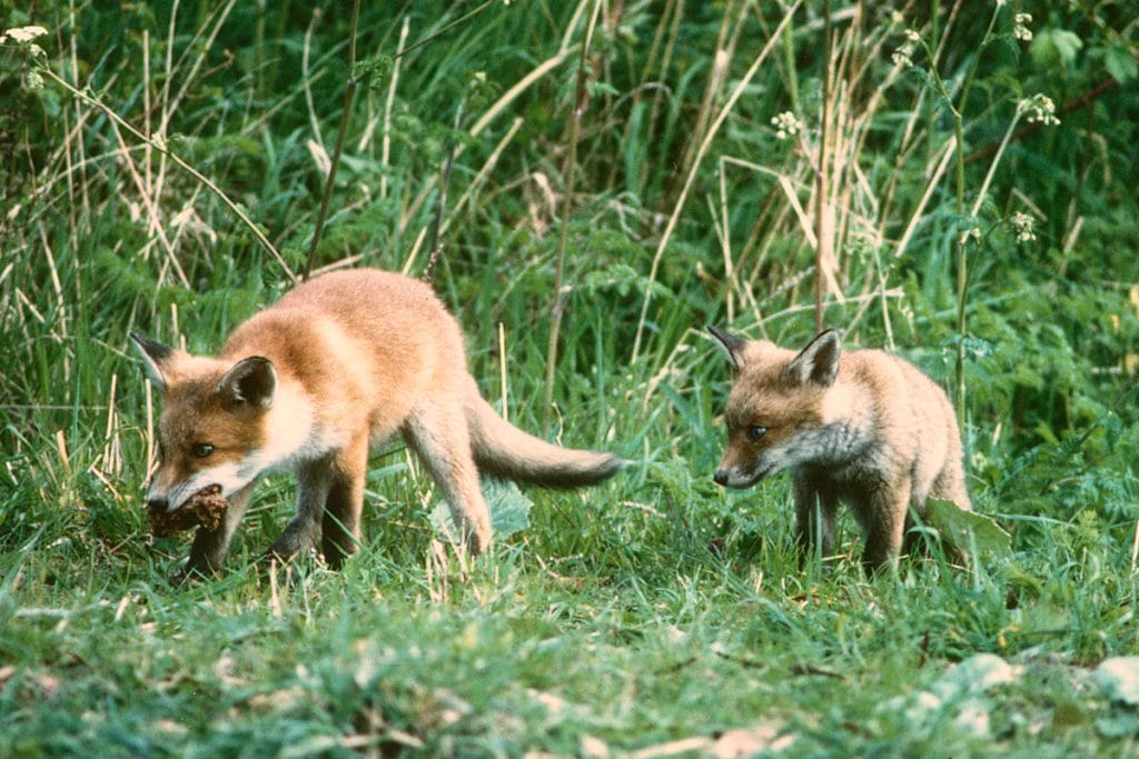 Foxcubs