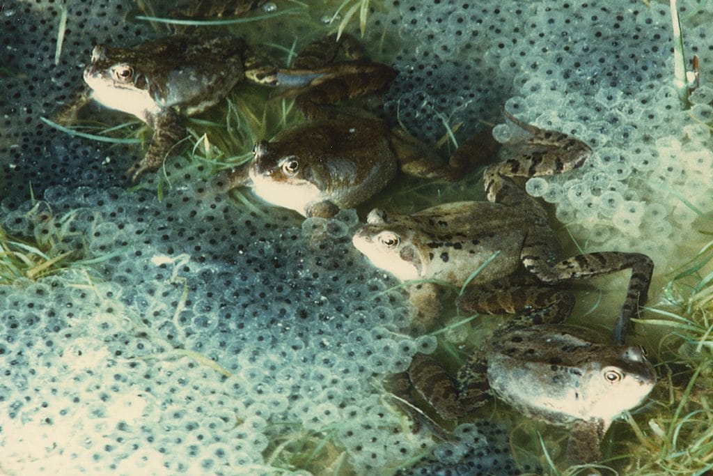 Frogs