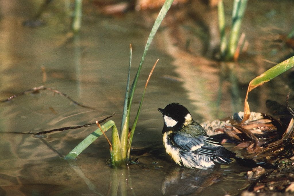 Great Tit