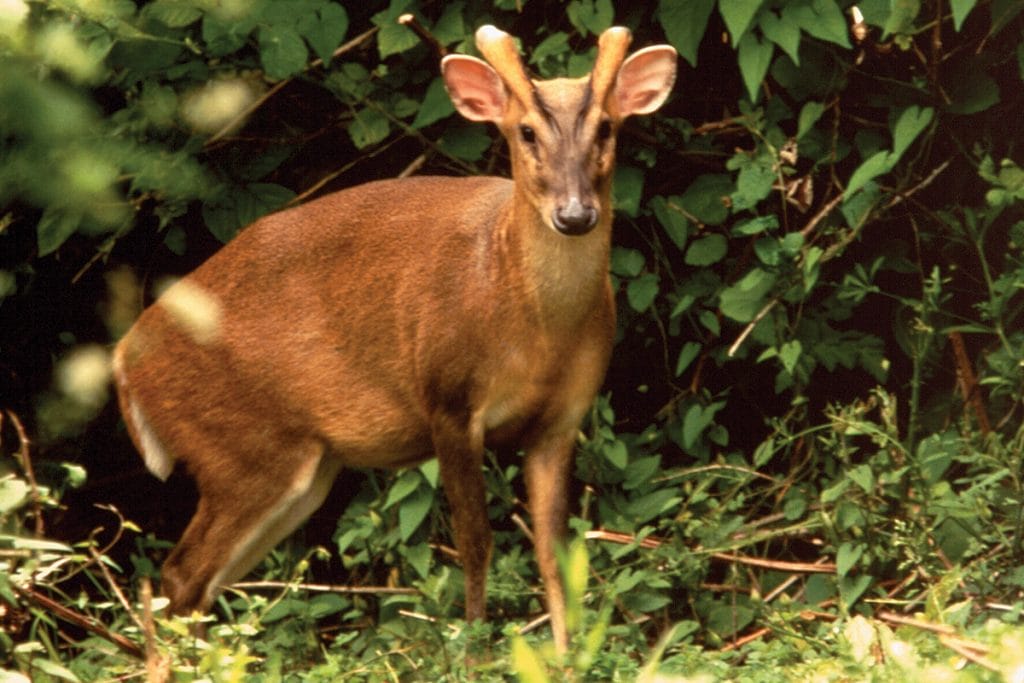 Muntjac Deer