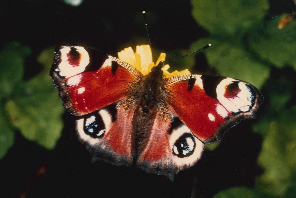 Peacock Butterfly