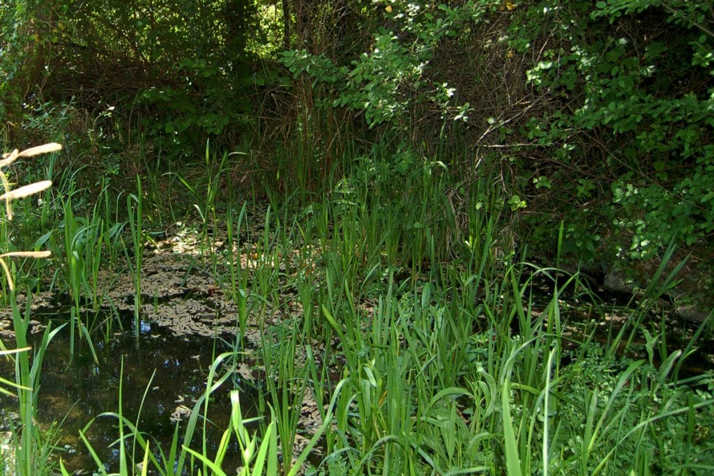 The main pond