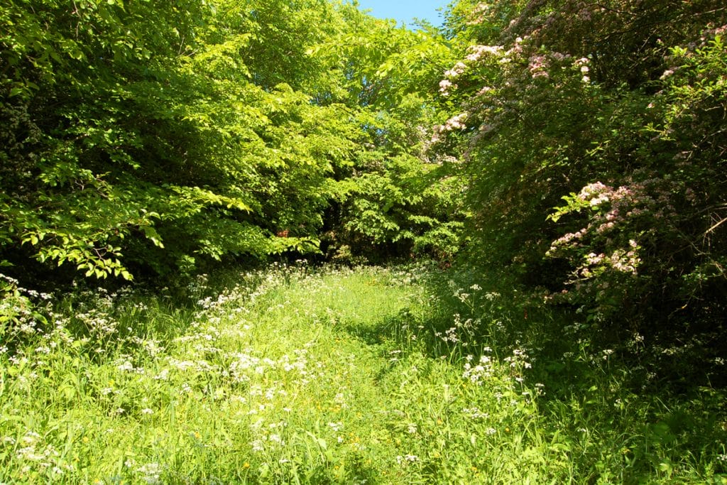 Hill Rise Top Meadow