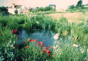 Small Pond 1994
