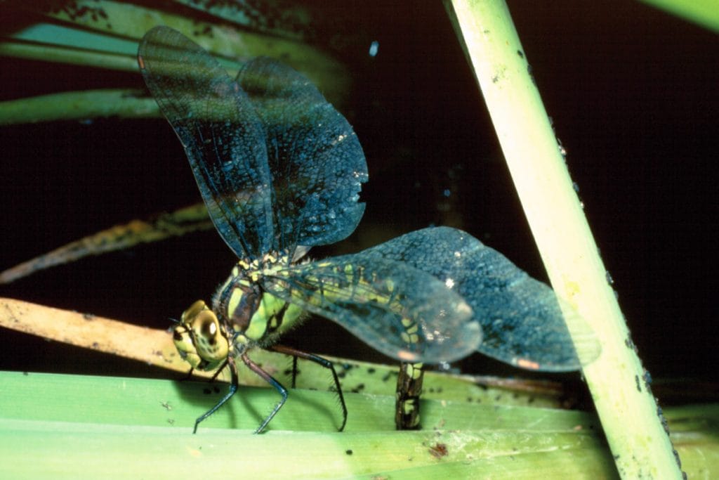 Dragonfly