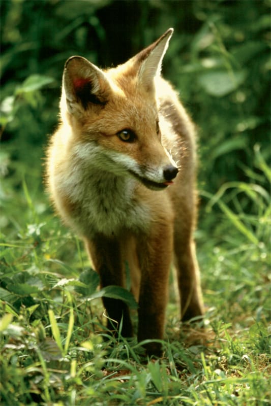 Foxcub