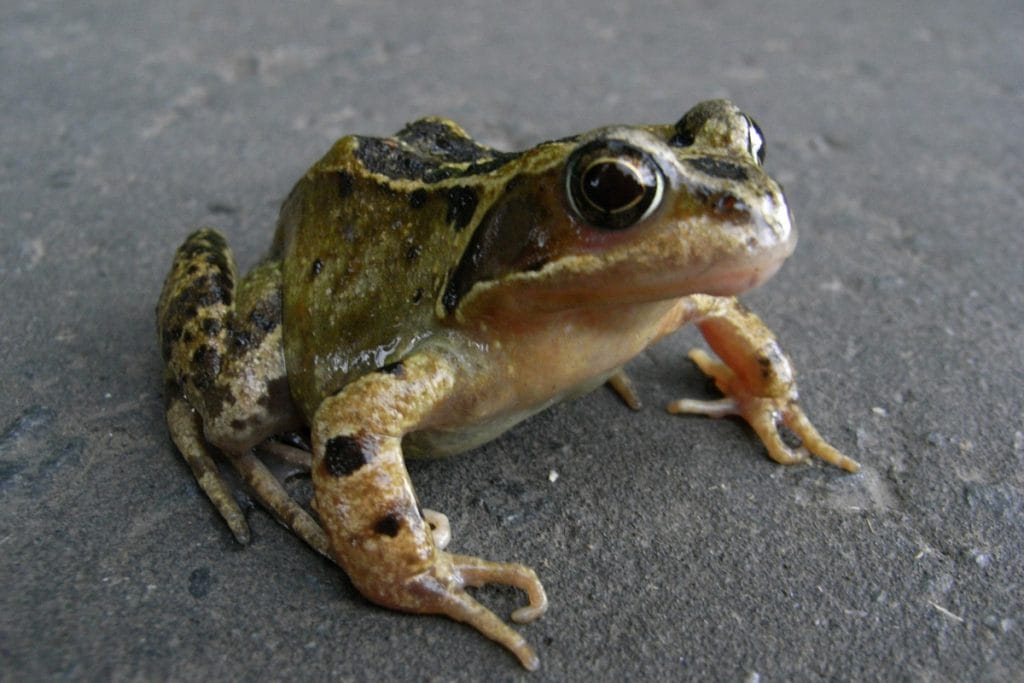 Frog