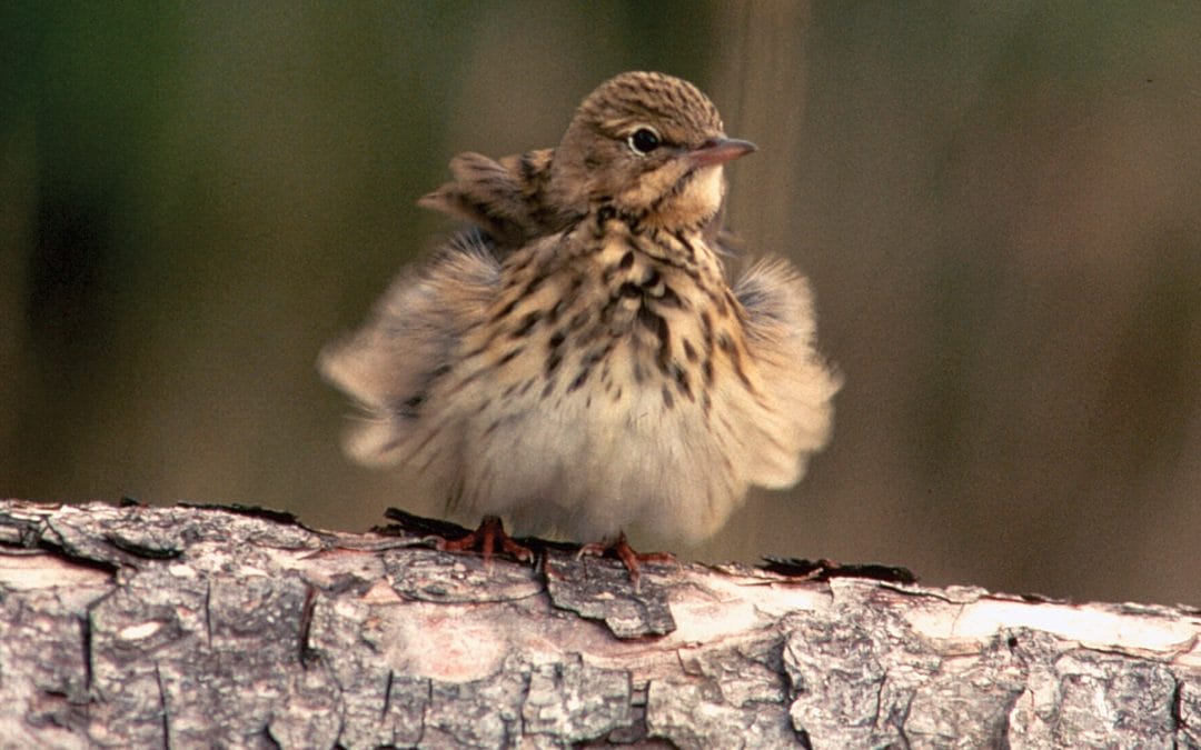 Bird Survey February 2022