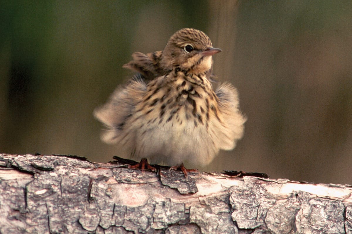 Thrush Thrush