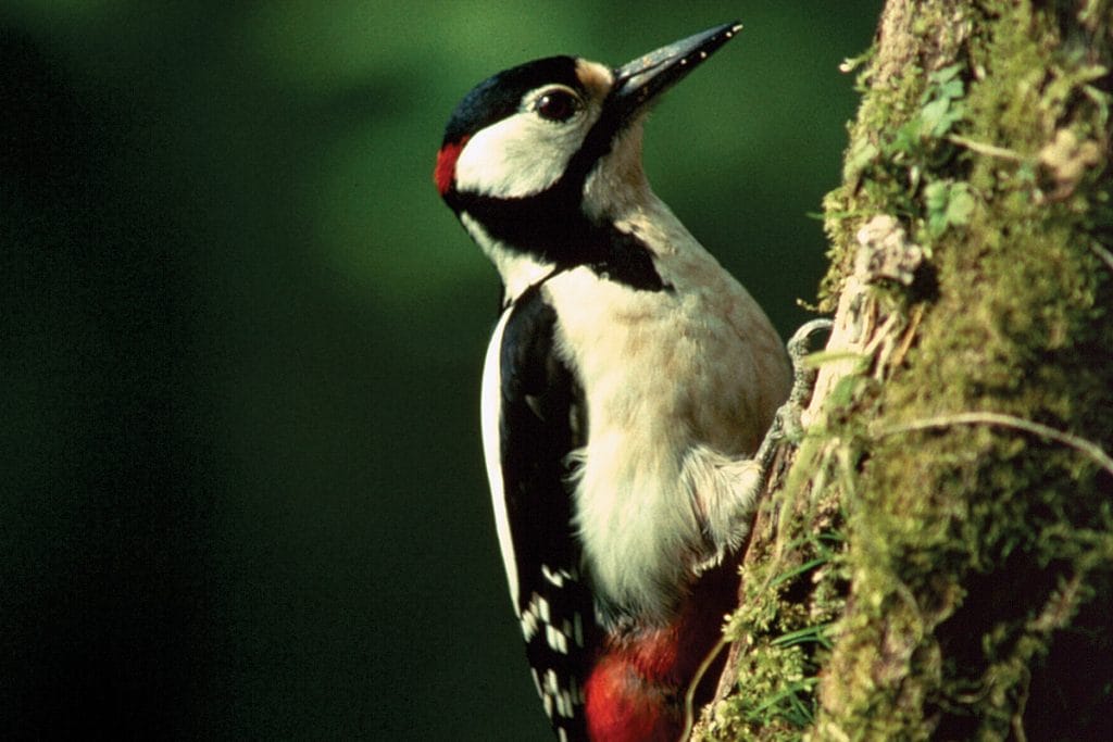 Woodpecker