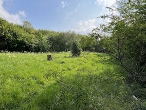 Across the main meadow - May