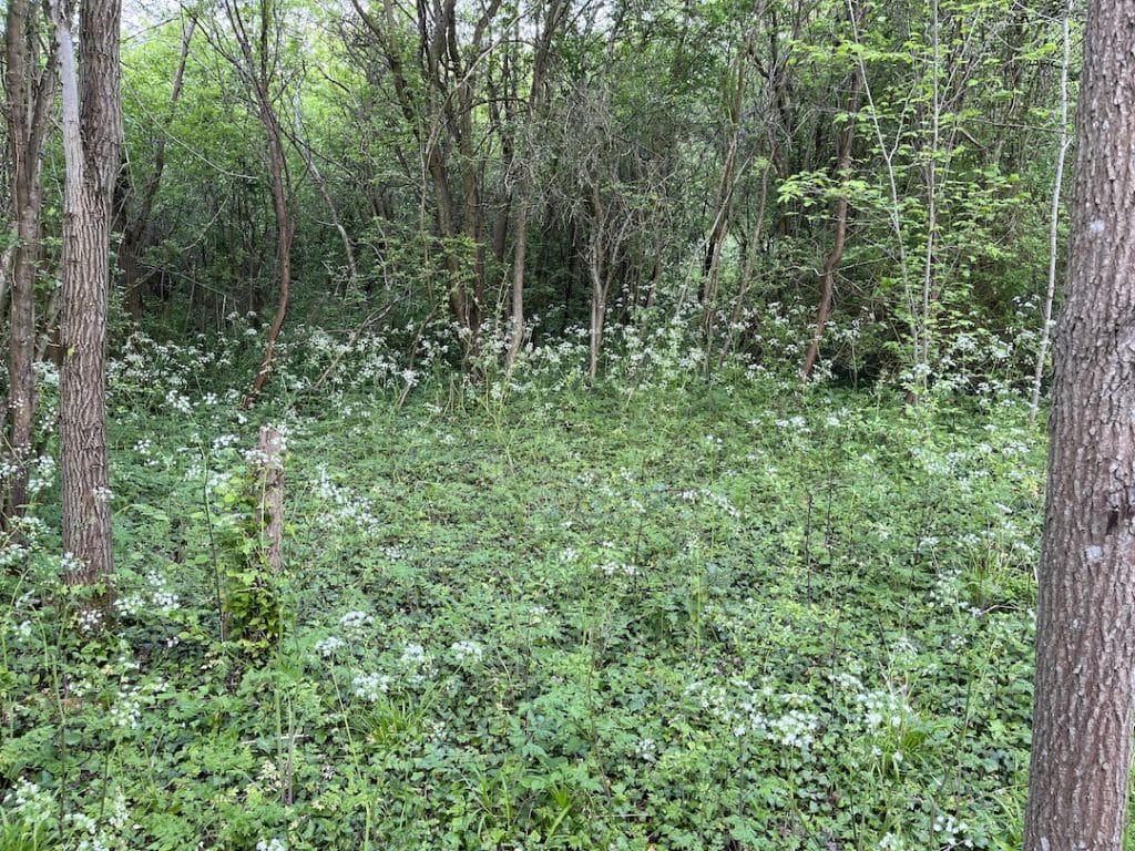 Butterfly glade - May