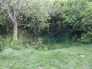 The large pond - May