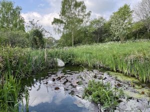 The small pond - May